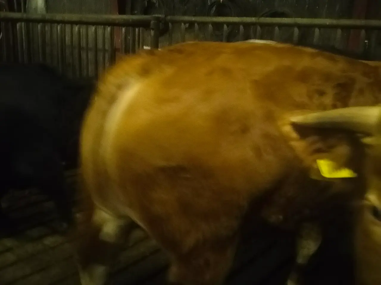 Billede 2 - Limousine ungtyr fra 2025 polled