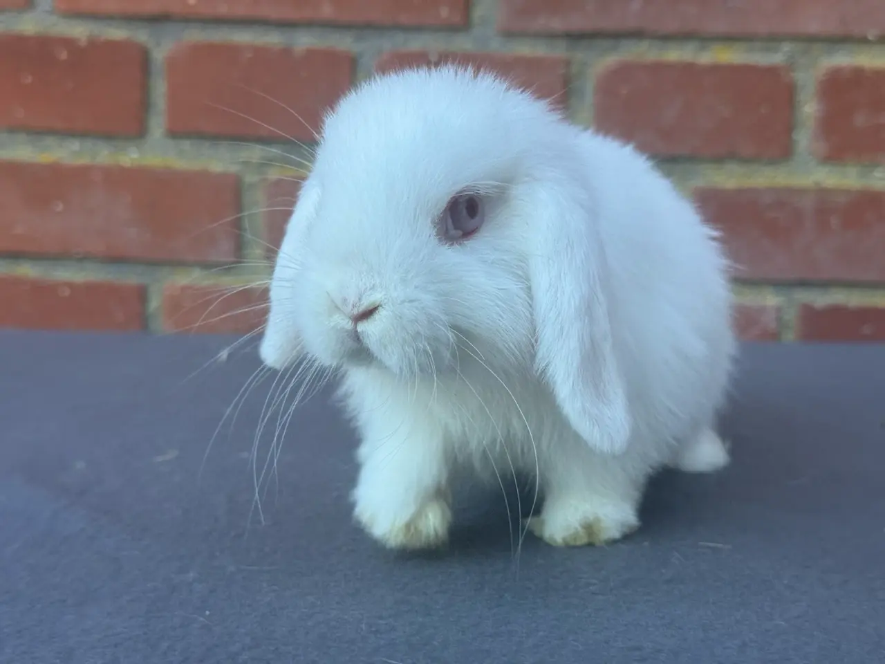 Billede 1 - Mini lop hun kanin