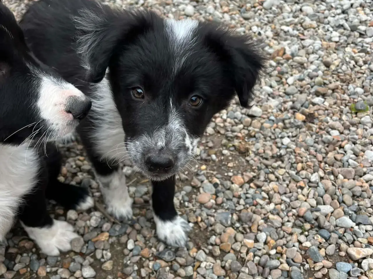 Billede 2 - Border Collie hvalpe søger deres nye familie