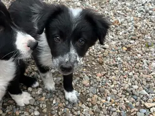 Border Collie hvalpe søger deres nye familie