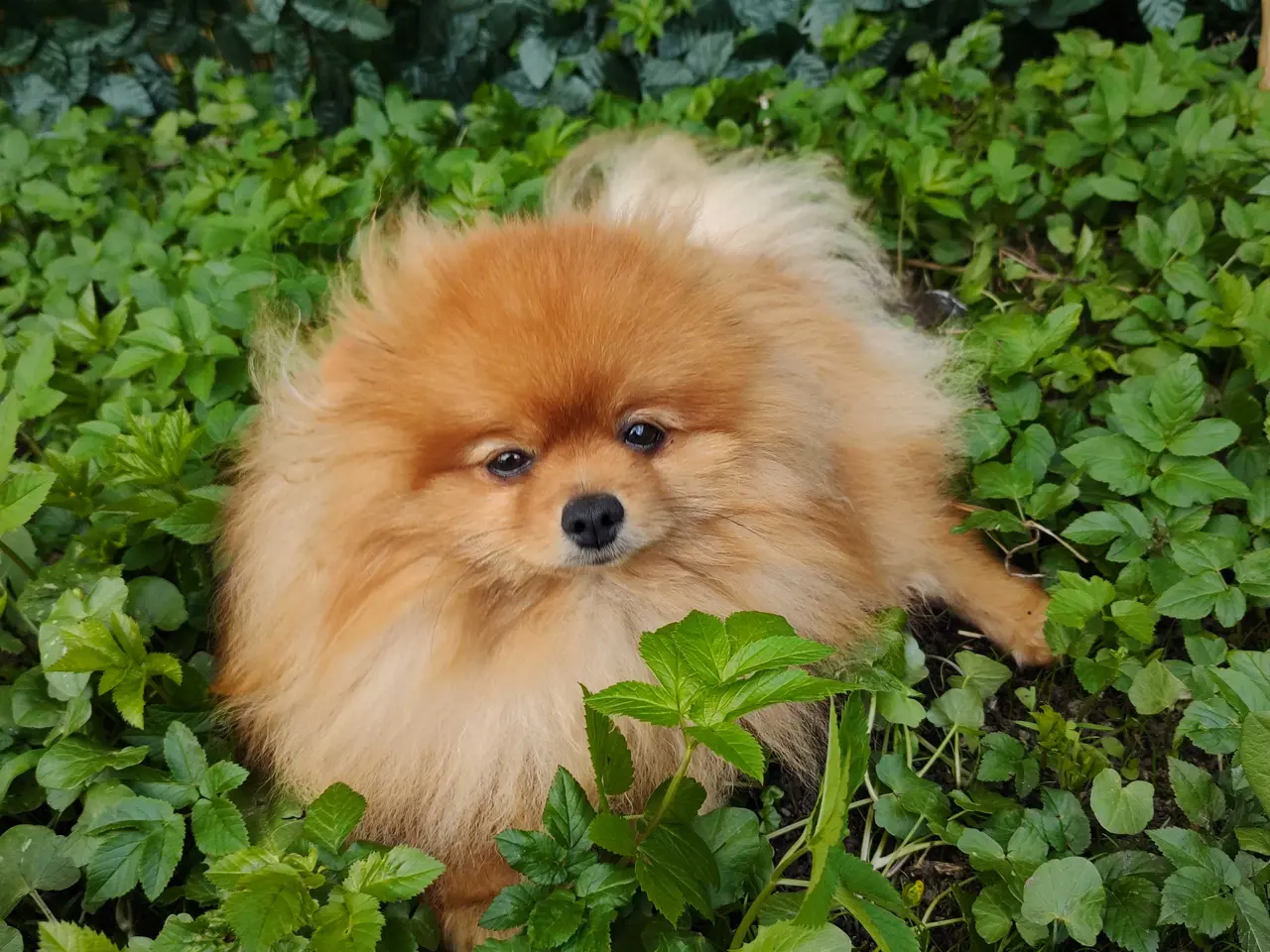 Billede 1 - Pomeranian han 