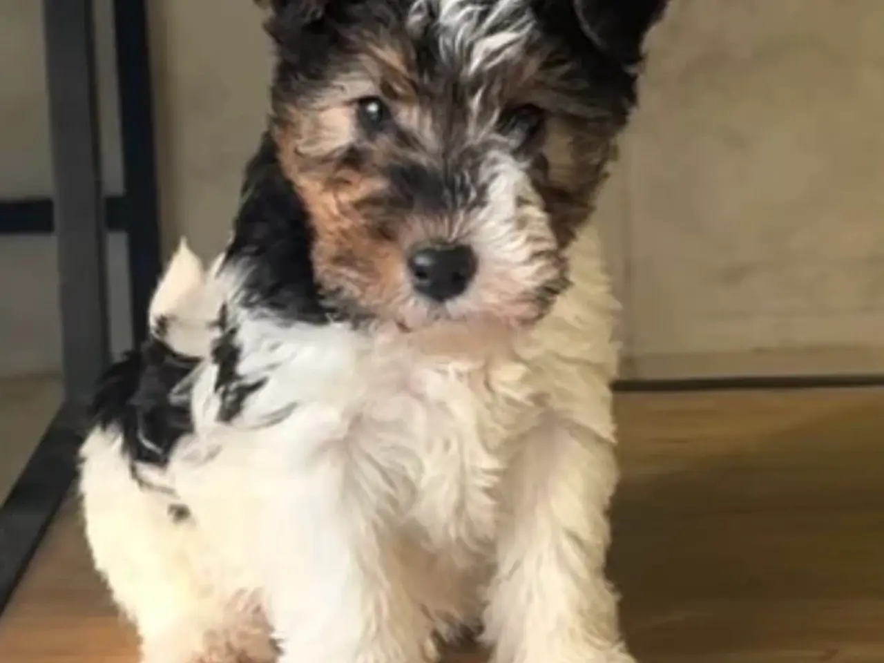Billede 1 - Ruhåret Fox Terrier Hvalpe