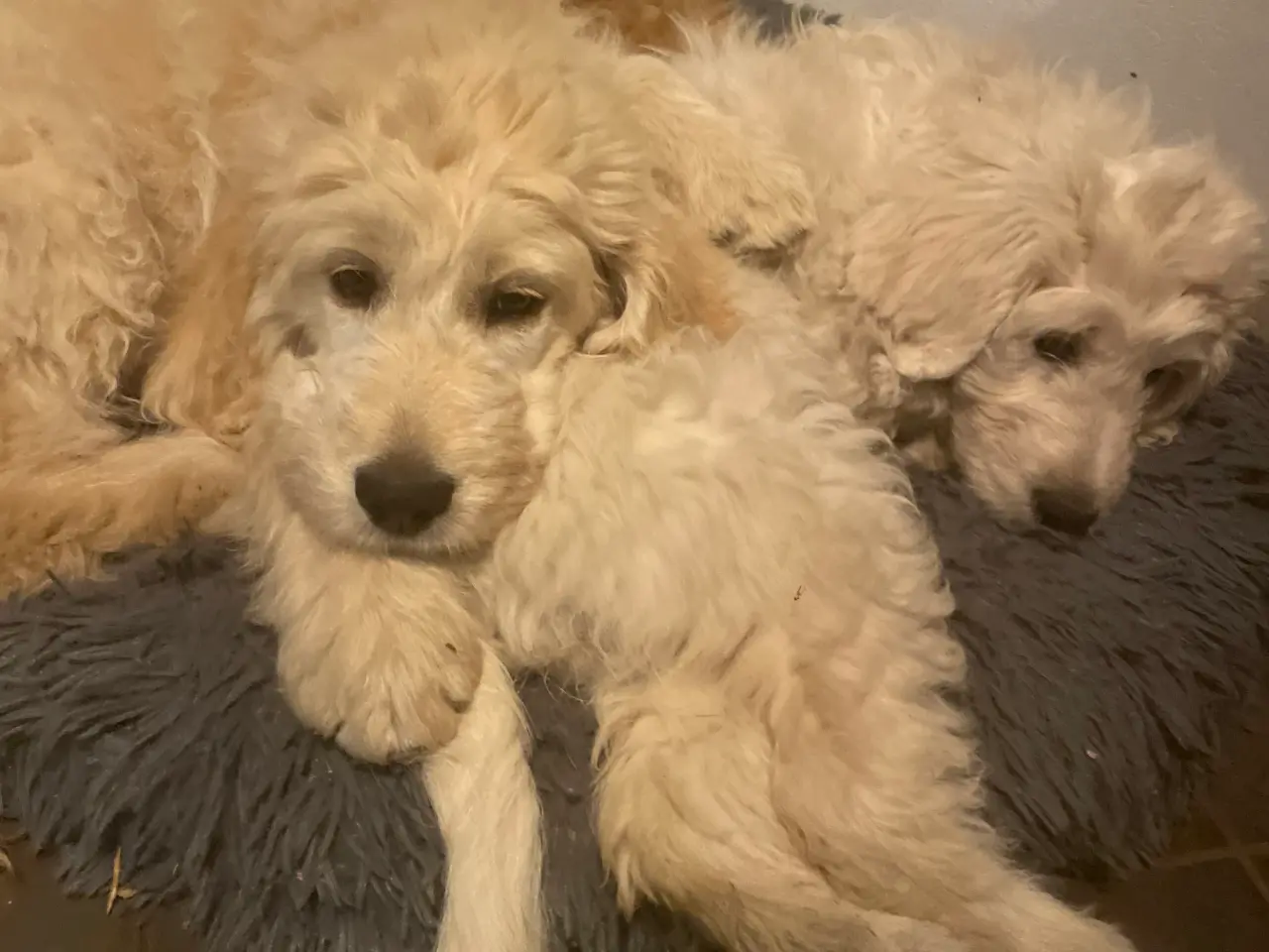 Billede 2 - GoldenDoodle HVALPE