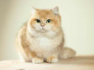 British Shorthair kastreret han