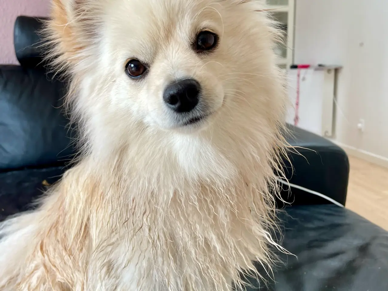 Billede 3 - Flot Pomchi pige