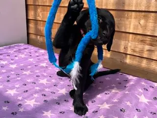 ❤️ Smuk sort Formel 1 Labrador tæve 