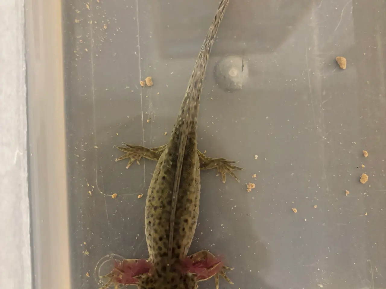 Billede 1 - Axolotl i fin farve 