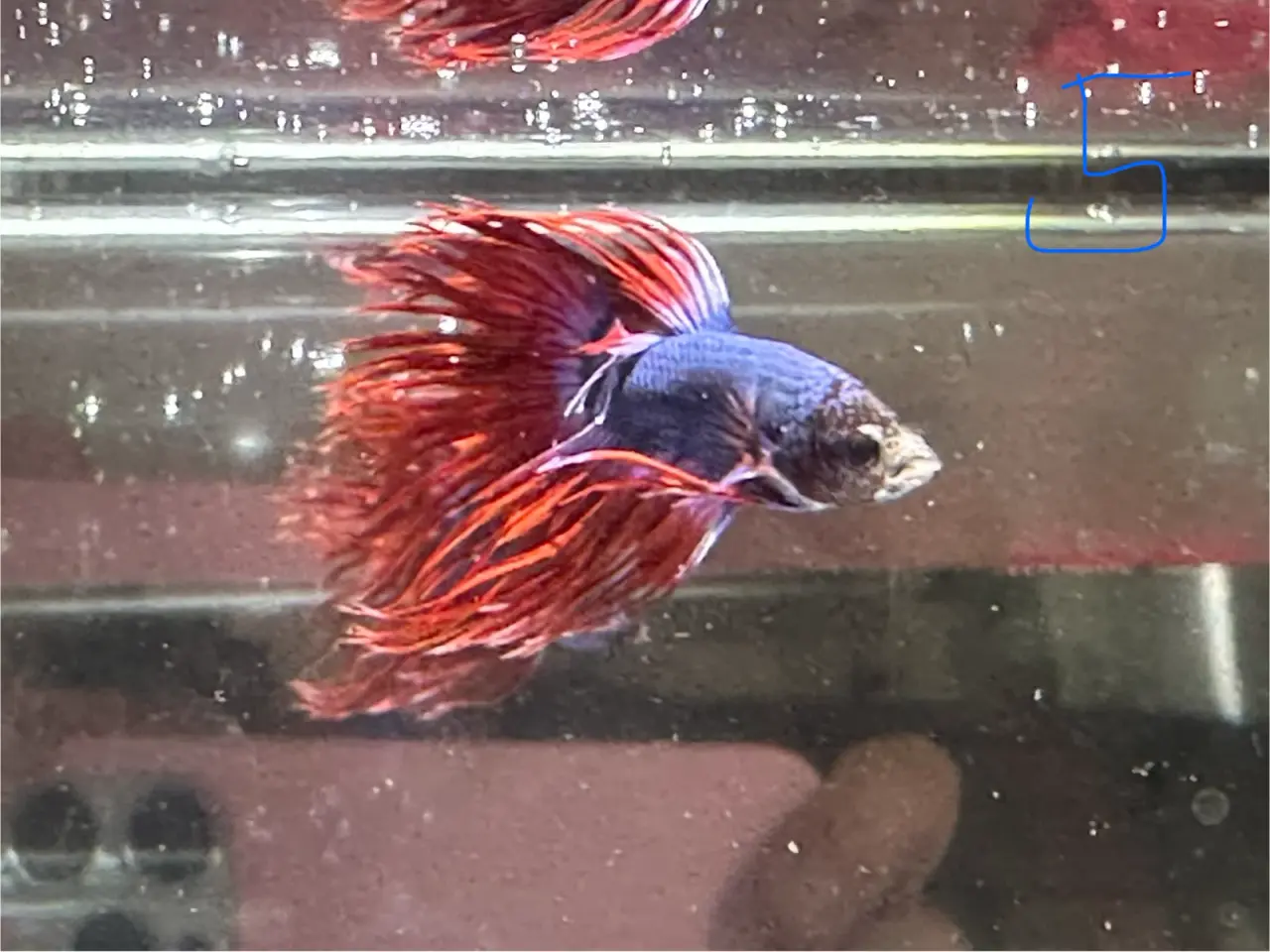 Billede 1 - Crown tail Han