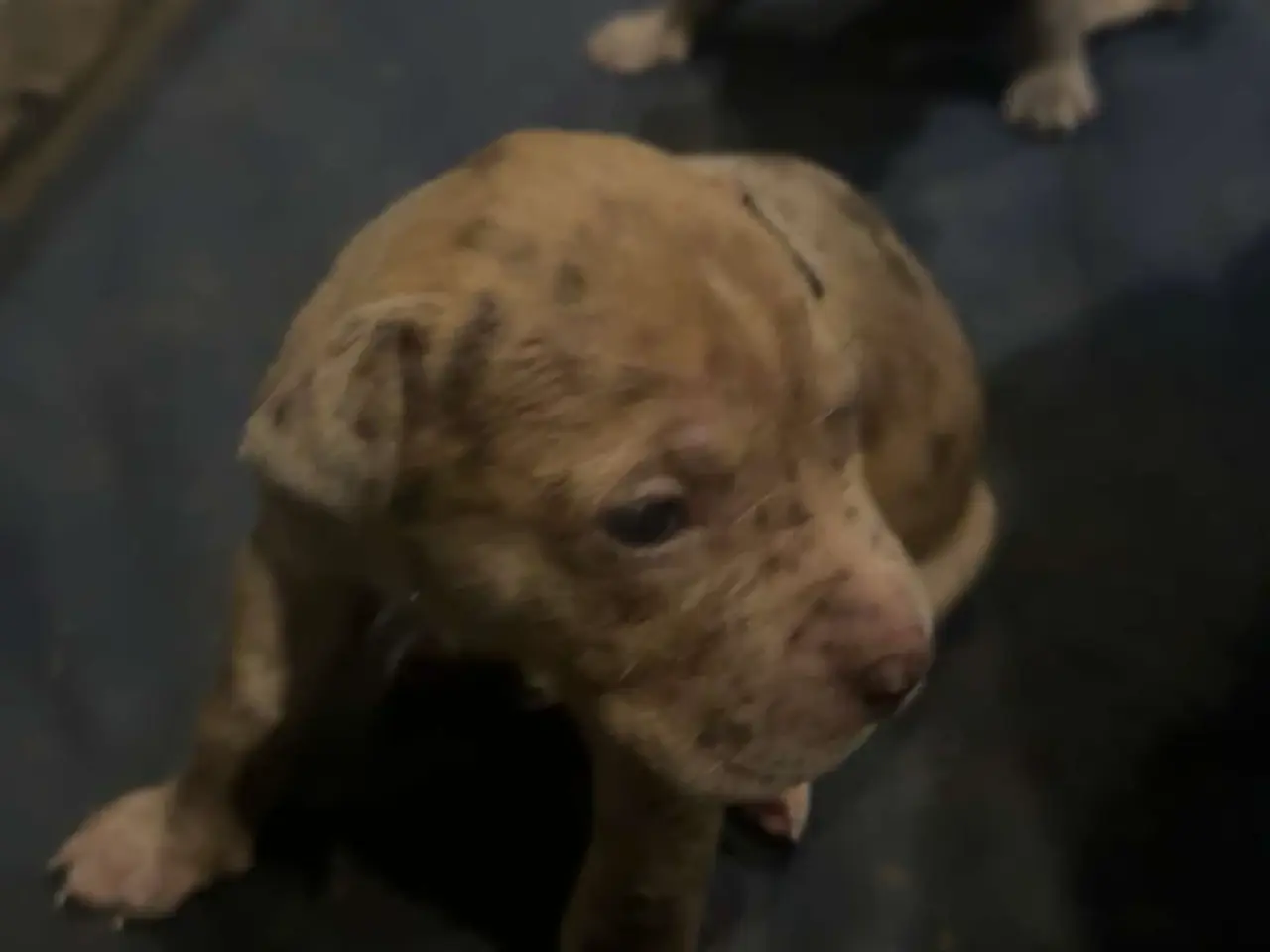 Billede 11 - 10 stk hvalpe (American bully xl)