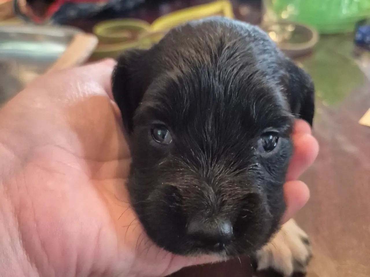 Billede 12 - F.T Engelsk Springer Spaniel hvalpe