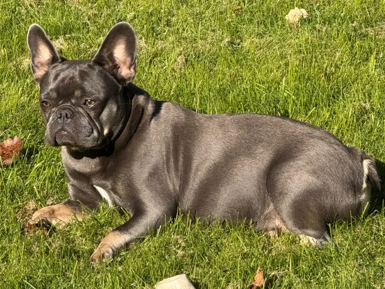 Billede 3 - Fluffy Fransk bulldog