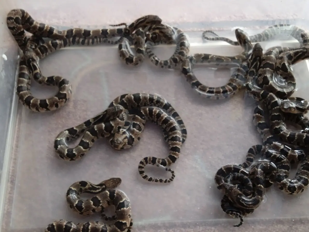Billede 1 - Falske Vandkobra (Hydrodynastes Gigas)