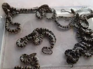 Falske Vandkobra (Hydrodynastes Gigas)