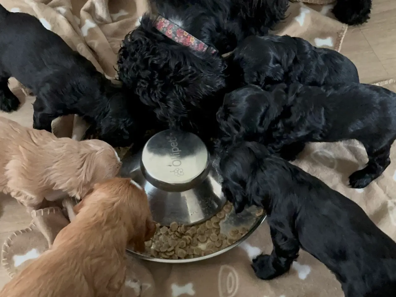 Billede 6 - Cockerspaniel/ cavalier hvalpe 