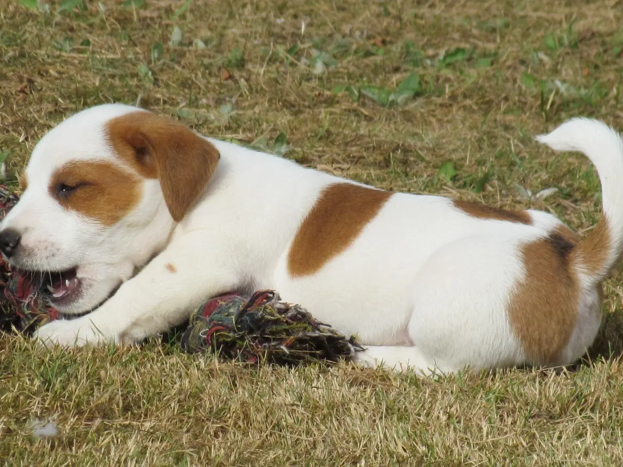 Billede 11 - DKK Jack Russell hvalpe – 2 hanner tilbage!