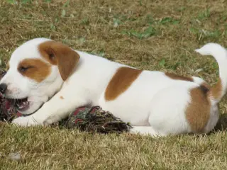 DKK Jack Russell hvalpe – 1 han tilbage! - 3