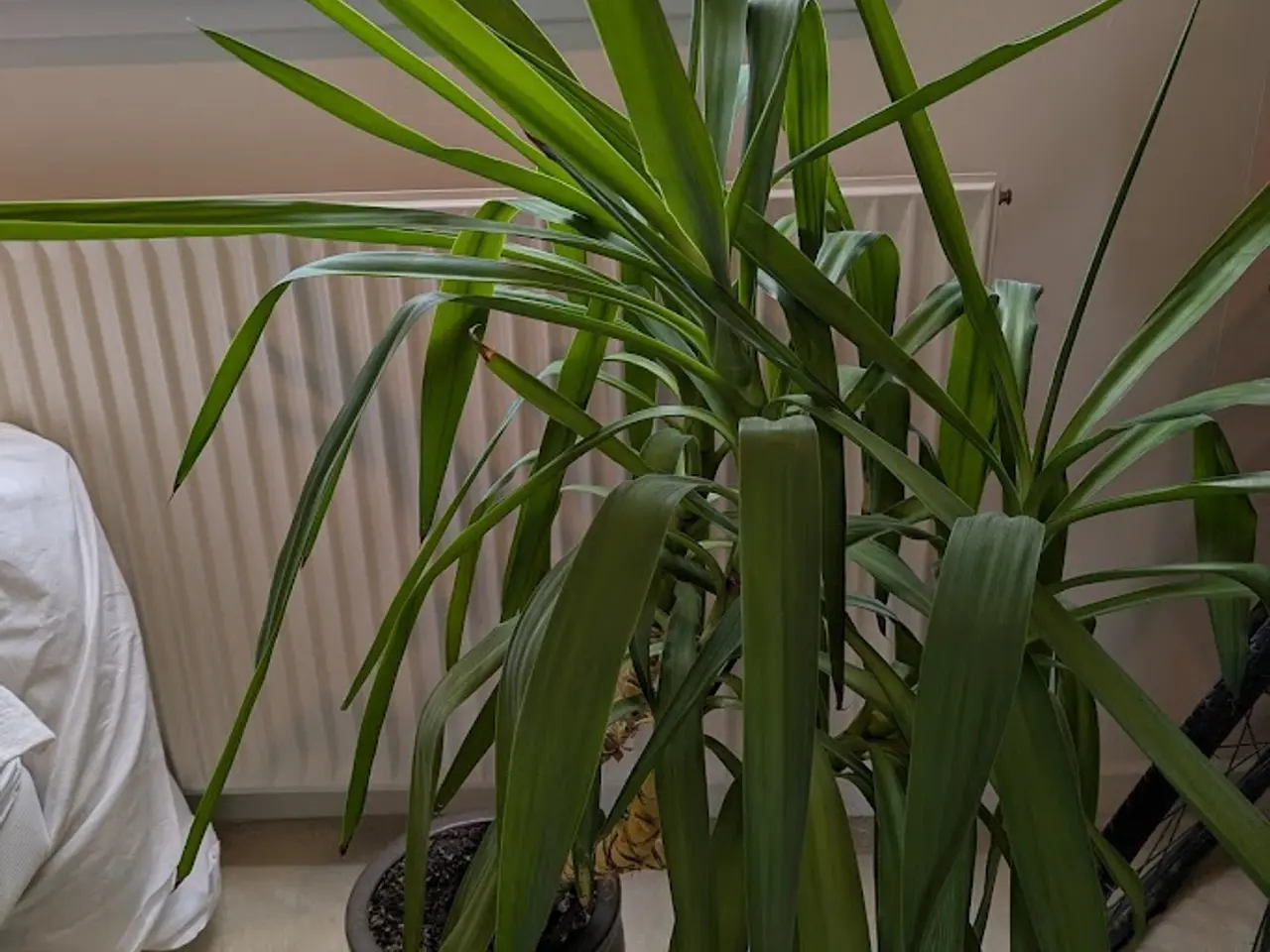 Billede 1 - Yucca Palme (stueplante)