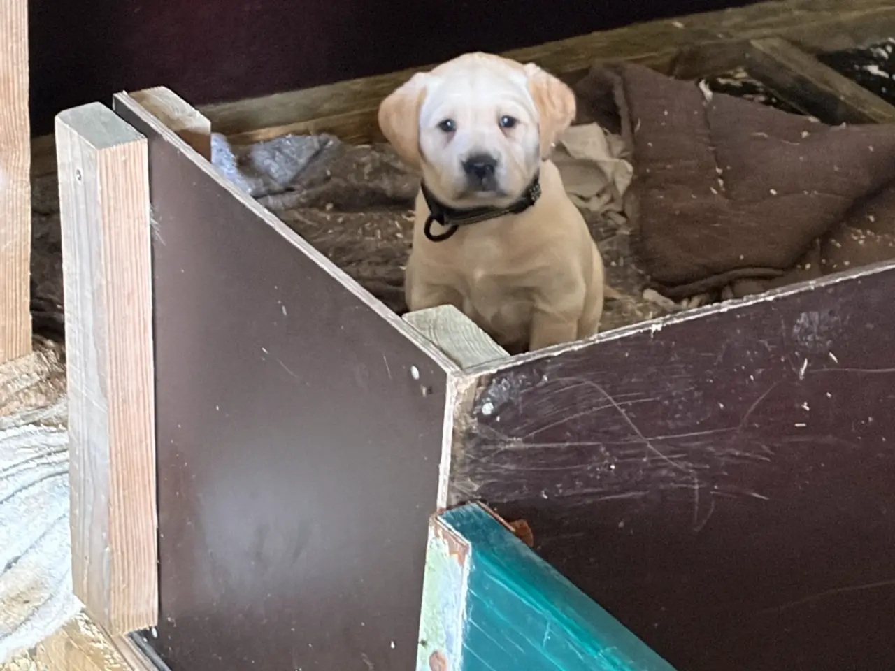 Billede 3 - Labrador Hundehvalpe 2 stk tilbage
