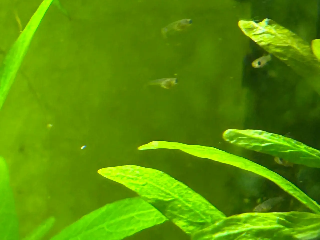Billede 1 - 🟠🐟 Endler Guppy Unger – 5 for 30 kr