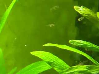 🟠🐟 Endler Guppy Unger – 5 for 30 kr