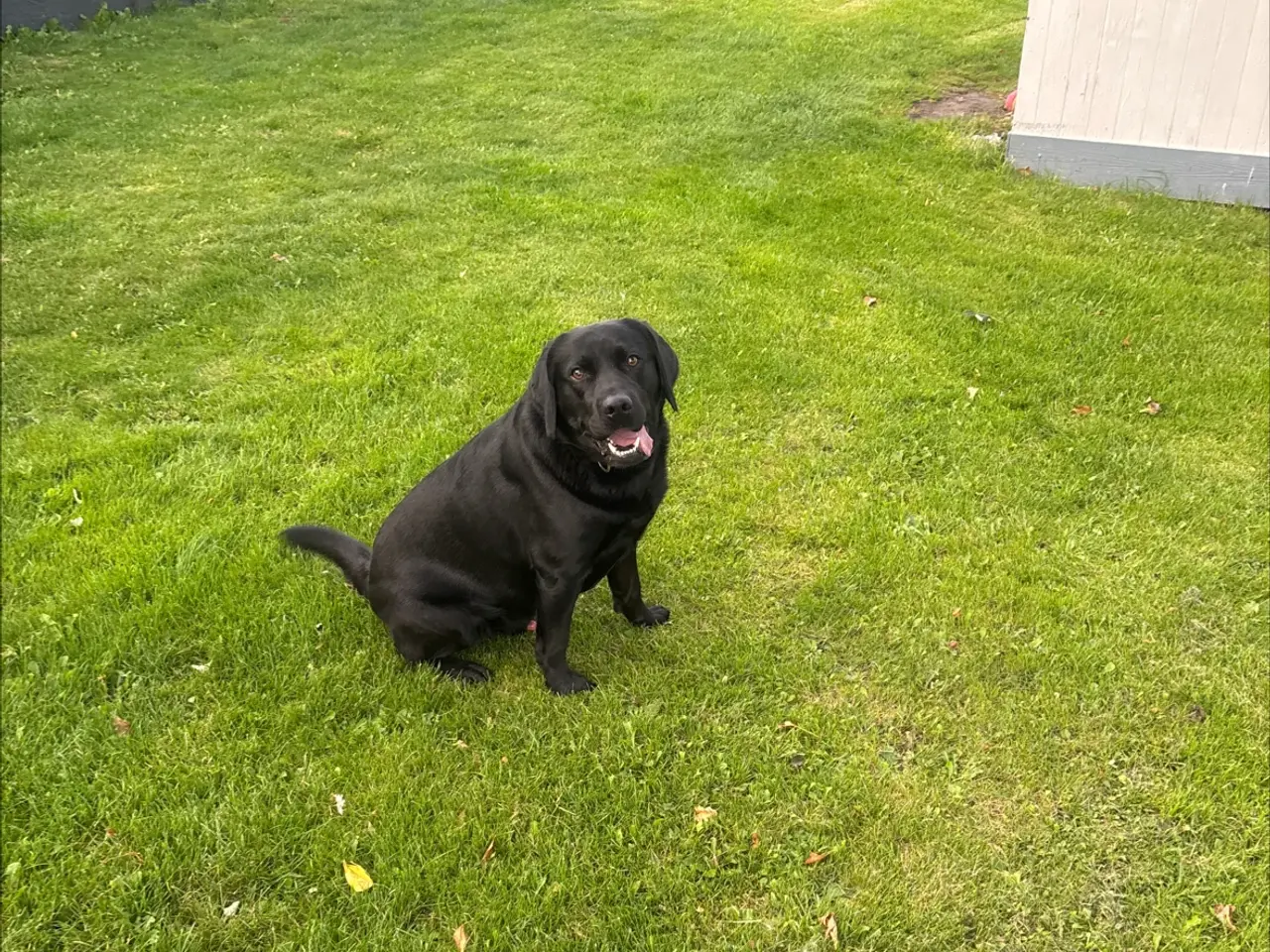 Billede 9 - Smukke hanhund