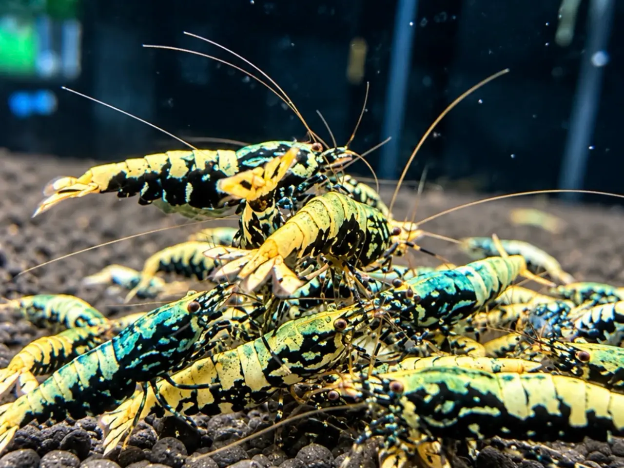 Billede 15 - Galaxy Fishbone Rejer – Caridina sp.