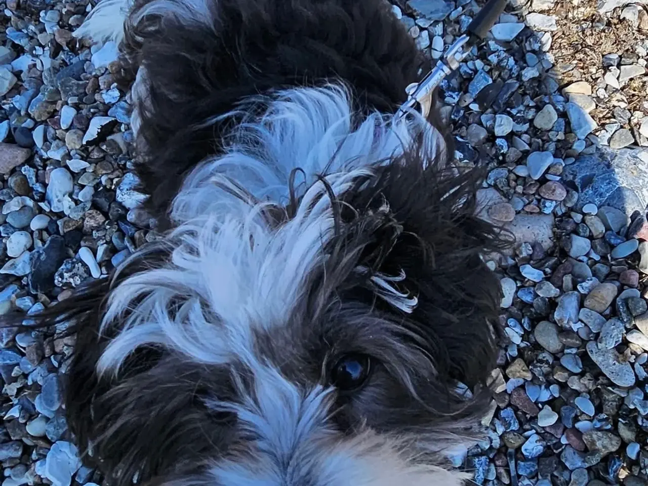 Billede 5 - parring af Yorkshire terrier / Malteser