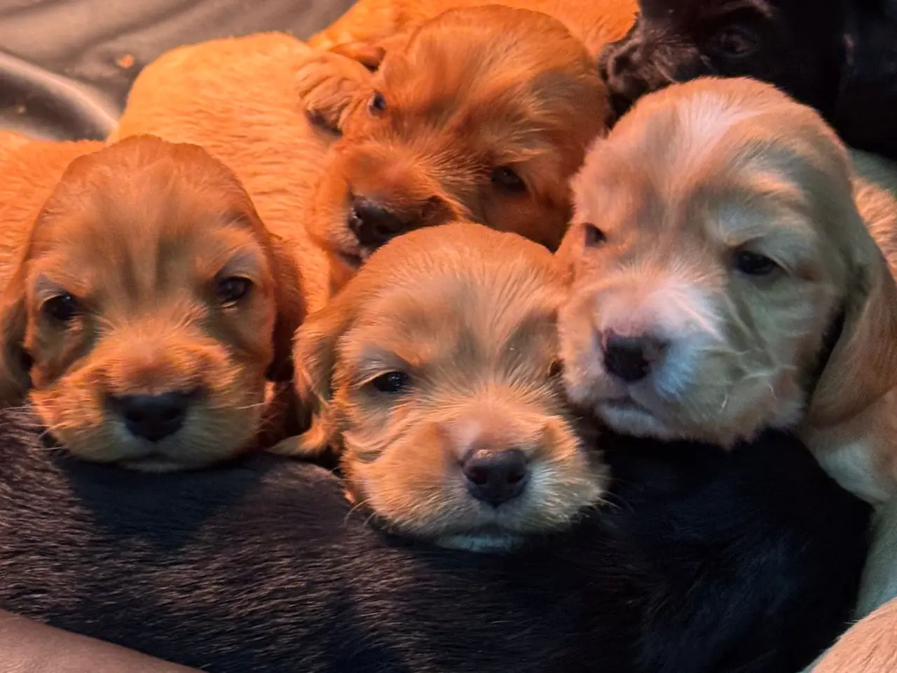 Billede 7 - Hundehvalpe Cocker spaniel