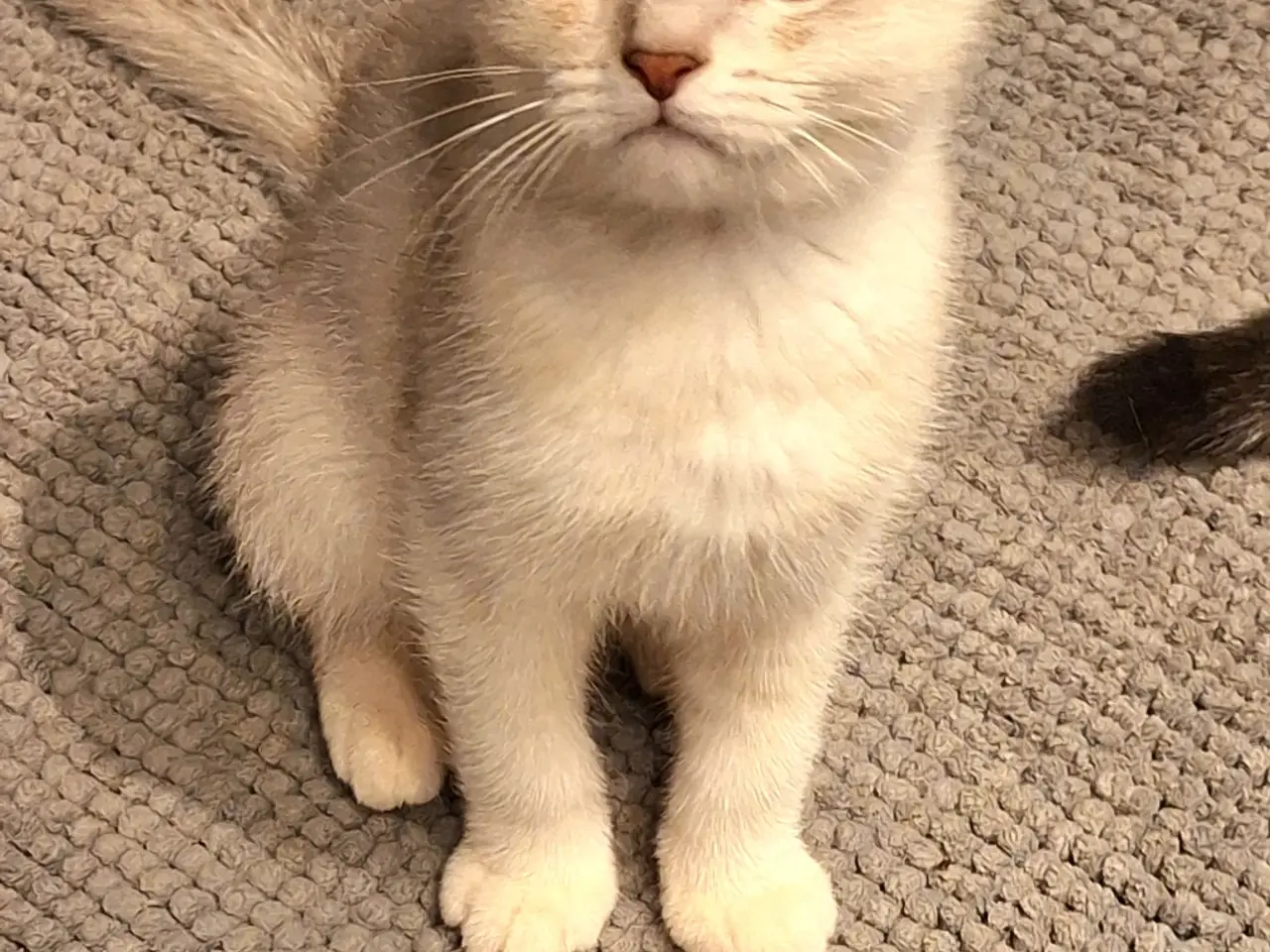 Billede 6 - 🔥 British shorthair🔥
