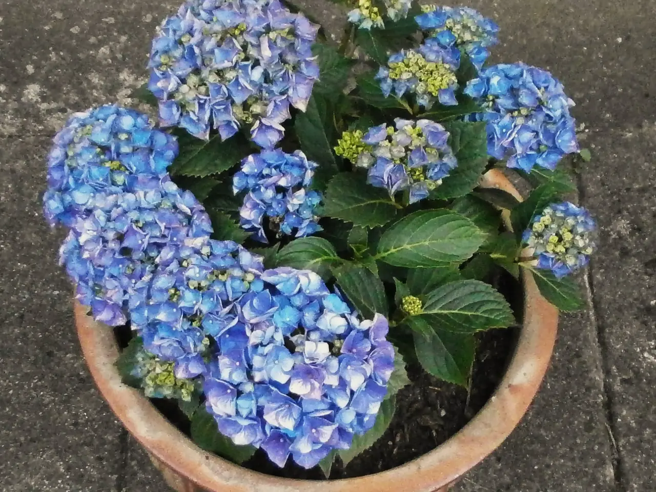 Billede 3 - Ny, Stor Blå Hortensia med Stor, Ny Krukke