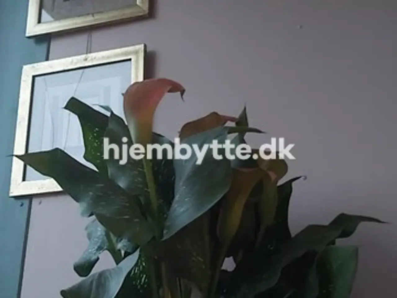 Billede 6 - Hjembytte - Rantzausgade