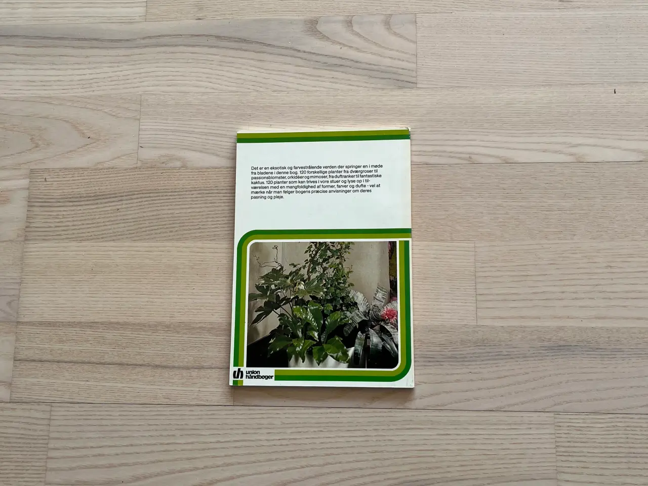 Billede 2 - Dejlige planter i stuen - af Helmut Bechtel