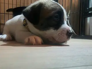 Lækker Pomeranian / Jack Russell Hvalp til salg