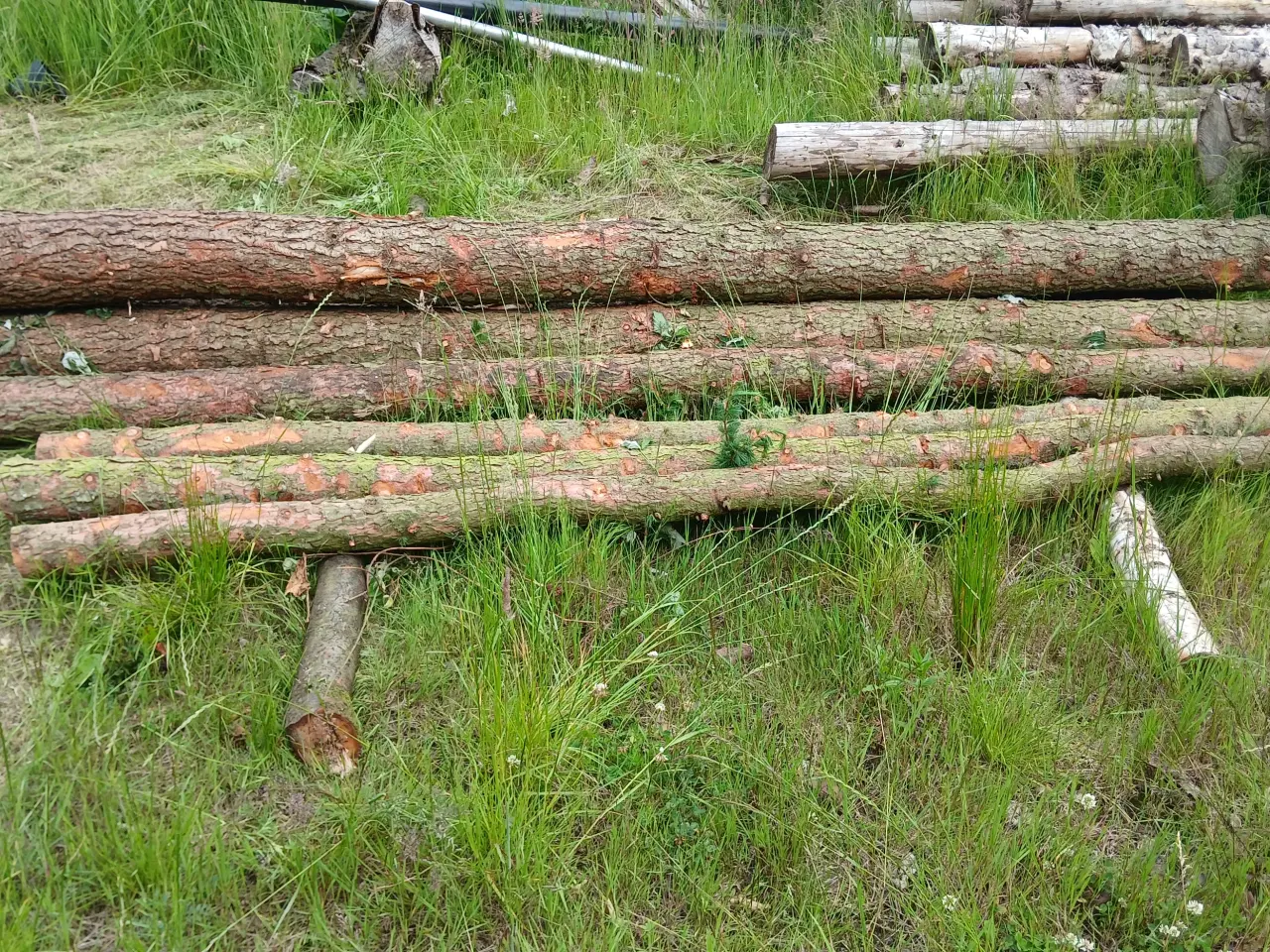 Billede 1 - Stolper / pæle af lærketræ