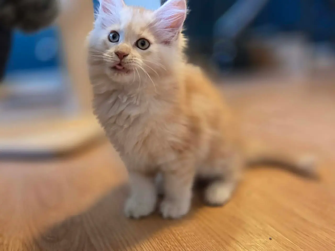 Billede 4 - Maine coon - Pige