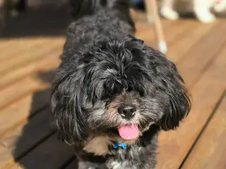 Avl. Sød og flot Lhasa apso han til avl