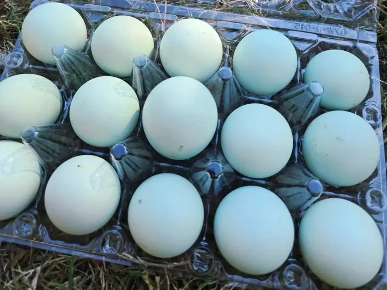 Billede 2 - Daggamle creme legbar Høne kyllinger.