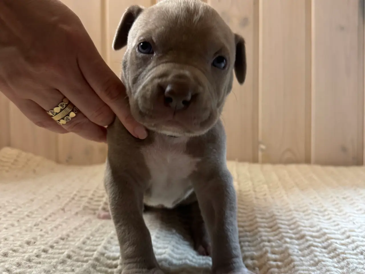 Billede 11 - Anarican Bully xl hvalpe