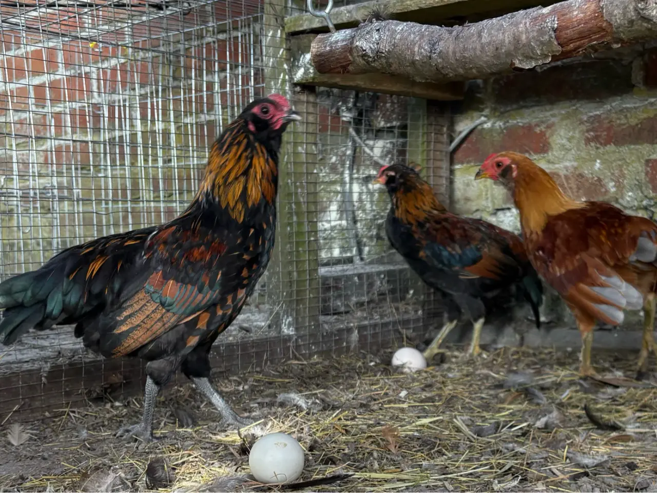 Billede 2 - Young mixed breed roosters