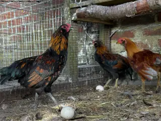 GRATIS Young mixed breed roosters