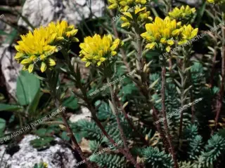 Bunddække planter - Sedum Reflexum