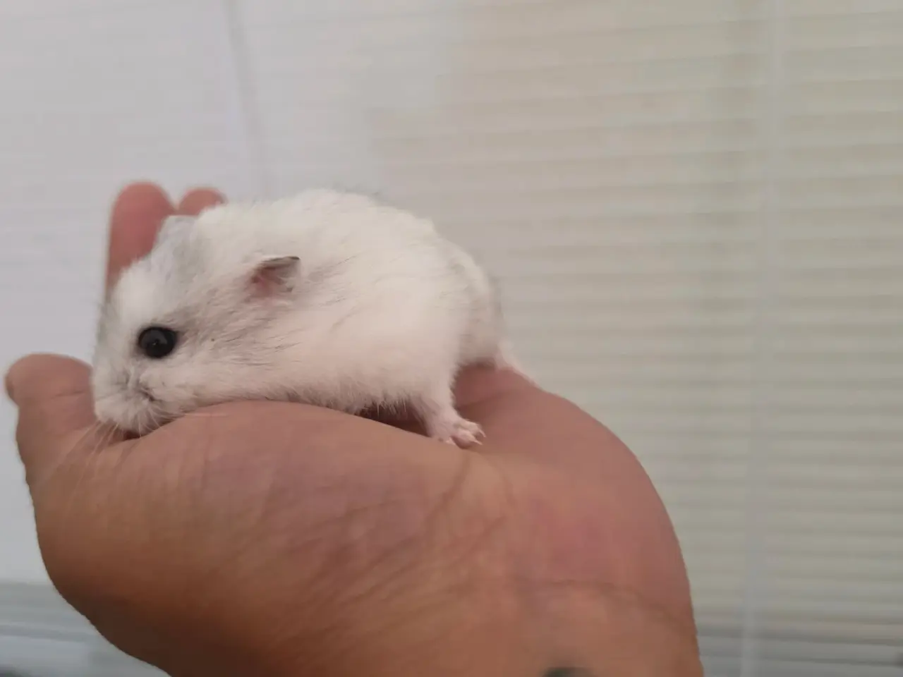 Billede 5 - Hamster lille hvid/grå