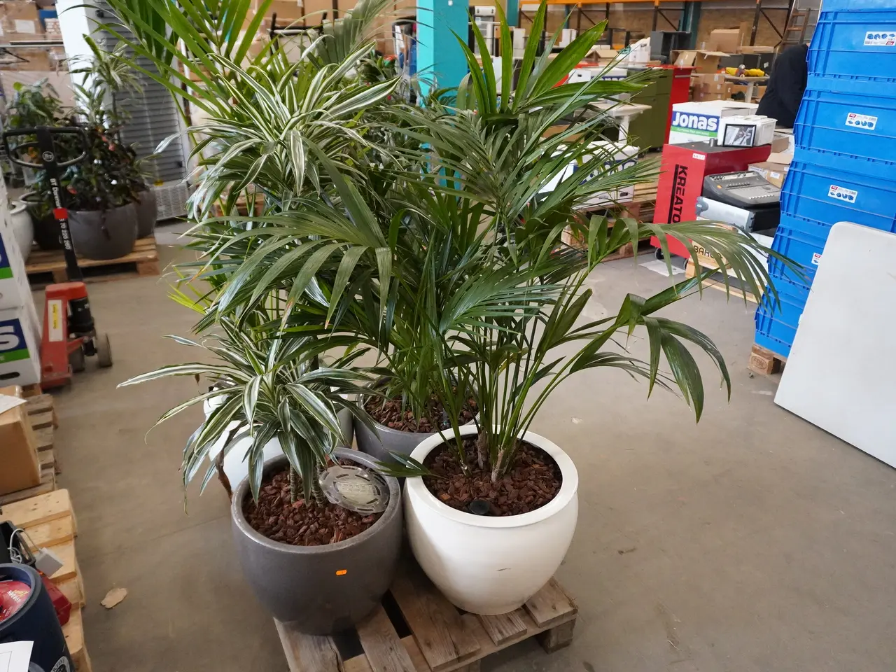 Billede 1 - Palle med div. planter i krukker