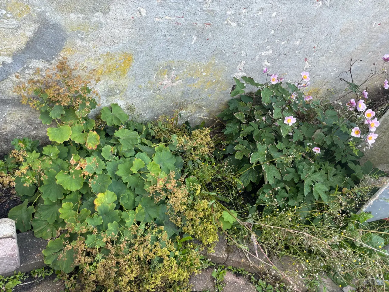 Billede 2 - Planter, buske, træer m.m.