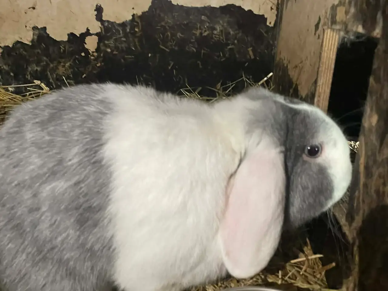 Billede 6 - 🐰 Dværgvædder Kaninunger til salg 🐰  