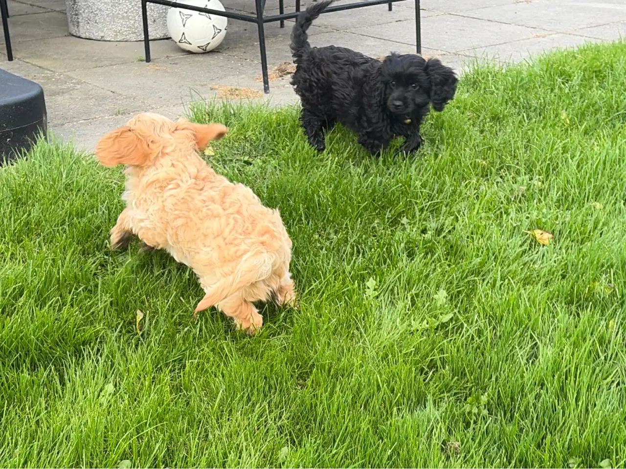 Billede 15 - Den smukkeste F1 Cavapoo dreng tilbage