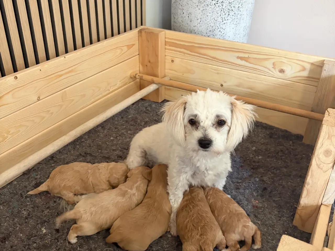 Billede 3 - Coton de tulear/toypuddel. Pooton hvalpe 