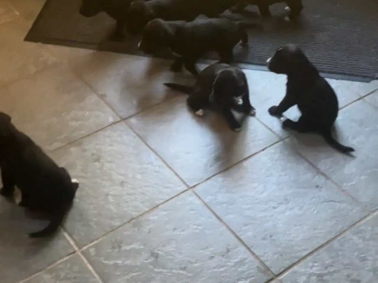Billede 4 - Schæfer/ springer spaniel blanding 4 uger gamle