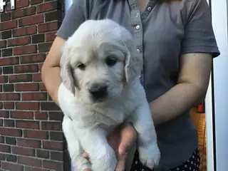 Golden retriever hvalp, tæve sælges.