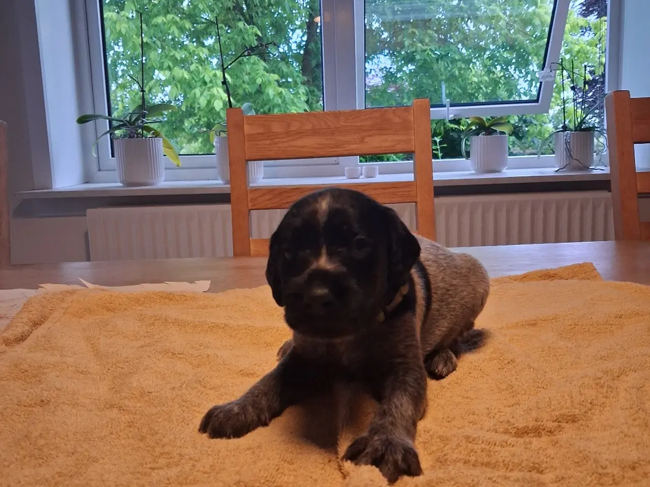 Billede 7 - Ruhåret hønsehund hvalpe 